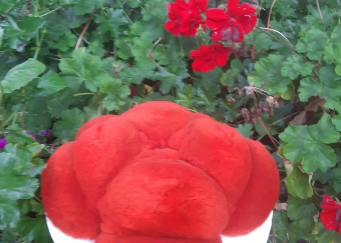 Schwarzwaldblick Appartement